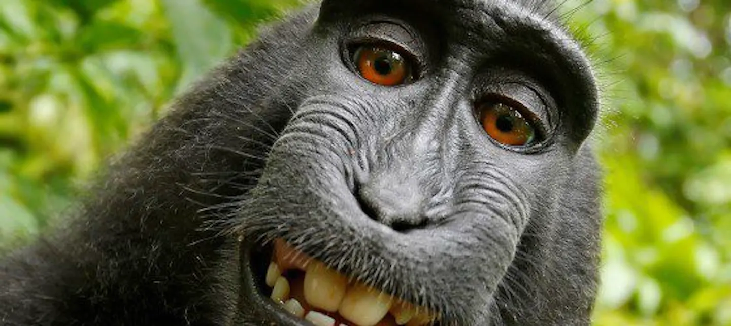 Bilde av en ape 
